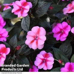 Sunpatiens 'Candy Duo' -Dobies IMPA SUNPCANDY T443991
