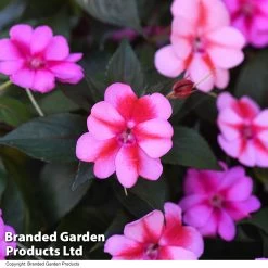 Sunpatiens 'Candy Duo' -Dobies IMPA SUNPCANDY T44400