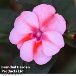 Sunpatiens 'Candy Collection' -Dobies IMPA SUNPCANDY T44401