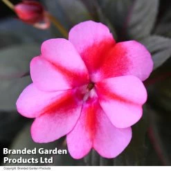 Sunpatiens 'Candy Collection' -Dobies IMPA SUNPCANDY T44402