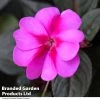 Sunpatiens 'Candy Purple'
