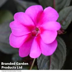 Sunpatiens 'Candy Purple'