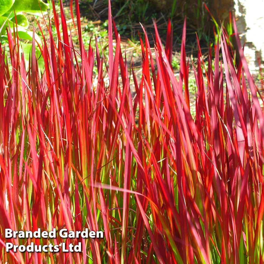 Imperata Cylindrica 'Rubra' 1 Imperata Cylindrica 'Rubra'