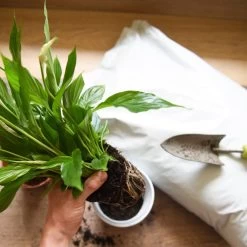 Incredicompost Peat Free Houseplant -Dobies INCR COMPHOUSE T33247