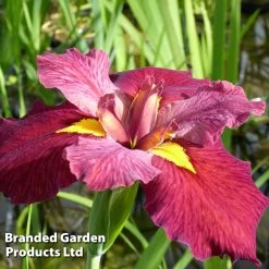Iris Louisiana 'Ann Chowning' (Marginal Aquatic)