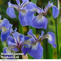 Iris Setosa 'Baby Blue'