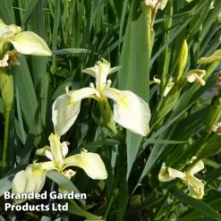 Iris Pseudacorus Bastardii (Marginal Aquatic)