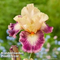 Iris Premium Collection