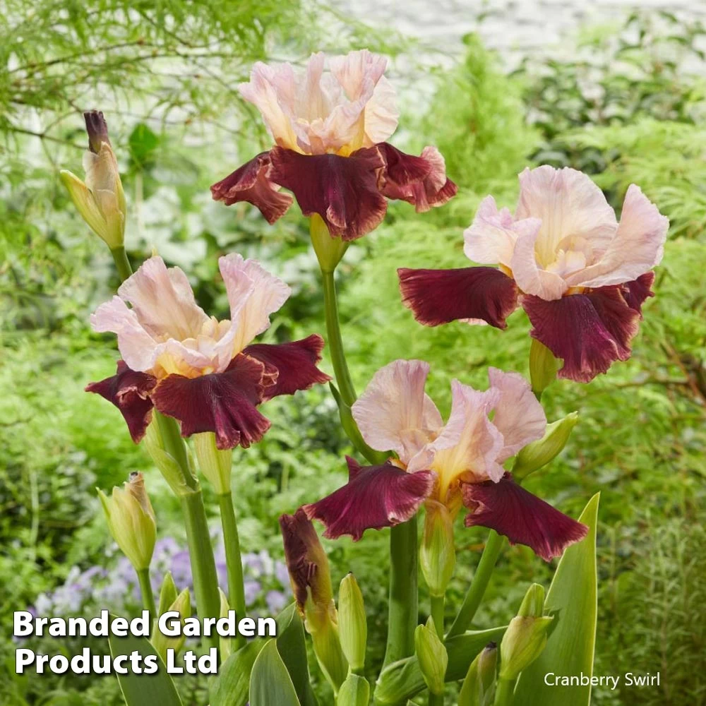 Iris Premium Collection 2 Iris Premium Collection - Image 2