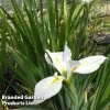 Iris Louisiana 'Her Highness' (Marginal Aquatic)