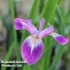 Iris Versicolor 'Kermesina' (Marginal Aquatic)