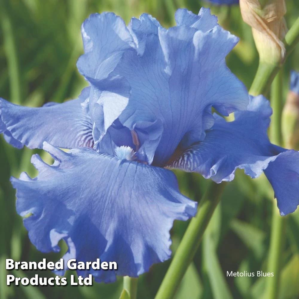 Iris Premium Collection 3 Iris Premium Collection - Image 3