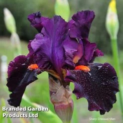 Iris Premium Collection 7 Iris Premium Collection -Dobies IRIS SHARPDRES L386481