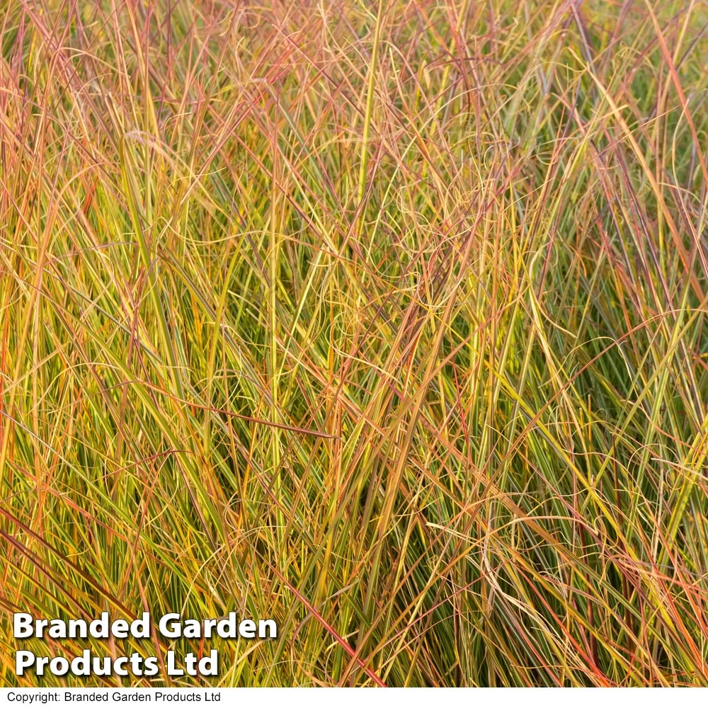 Anemanthele Lessoniana 1 Anemanthele Lessoniana