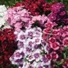 Dianthus (Pinks) Festival Mixed