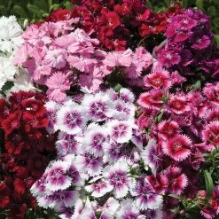 Dianthus (Pinks) Festival Mixed
