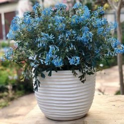 Corydalis Flexuosa Porcelain Blue