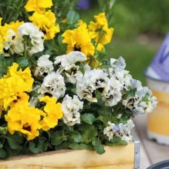 Pre-Planted Basket Pansy Orchid