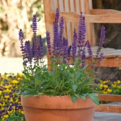 Salvia Salvatore Deep Blue