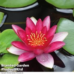 Water Lily Red With Pond Basket