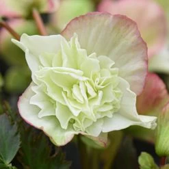 Begonia Elatior Frivola Lime