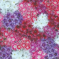 Phlox Pop Stars Mixed -Dobies KB8237b