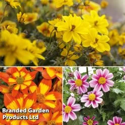 Bidens Collection