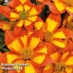 Bidens Collection -Dobies KB8550 Bidens 3