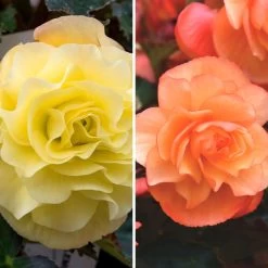 Begonia Fragrant Falls Duo -Dobies KB8569 b