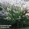 Pennisetum Alopecuroides 'Moudry'