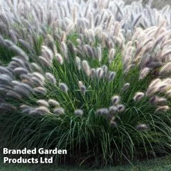 Pennisetum Alopecuroides 'Moudry'