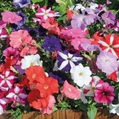 Garden Ready Container Collection -Dobies KC7213