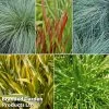 Colourful Ornamental Grass Collection