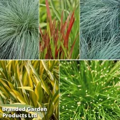 Colourful Ornamental Grass Collection