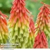 Red Hot Poker 'Traffic Lights'