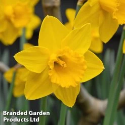 Daffodil 'King Alfred'