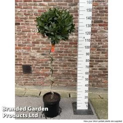 Laurus Nobilis Spiral Stem -Dobies LAUR SPIRA25CM S53870