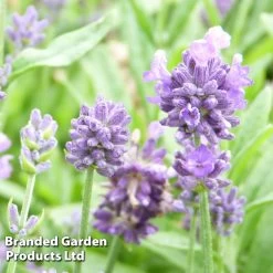 Lavender Dwarf Blue
