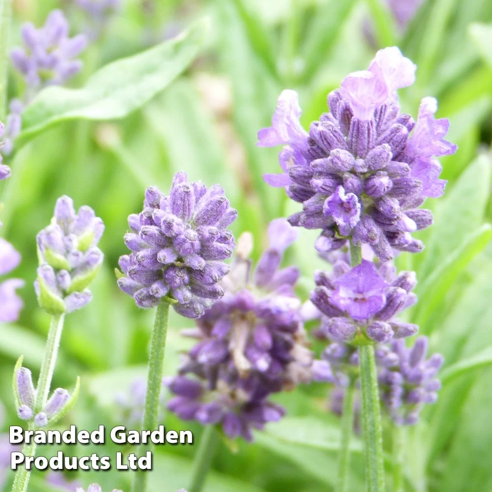 Lavender Dwarf Blue 1 Lavender Dwarf Blue