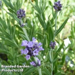 Lavender Lavender Lady