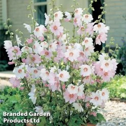 Dobies 3 Lavatera X Clementii 'Barnsley Baby'