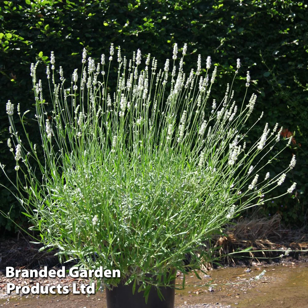 Lavender 'Exceptional' 2 Lavender 'Exceptional' - Image 2