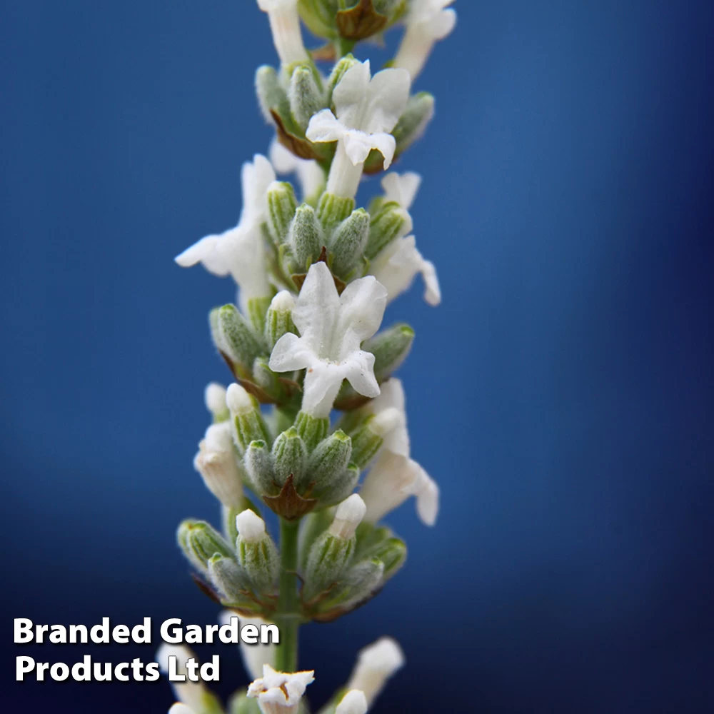 Lavender 'Exceptional' 3 Lavender 'Exceptional' - Image 3