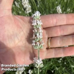 Lavender 'Exceptional' 11 Lavender 'Exceptional' -Dobies LAVA EXCEPTION H54985