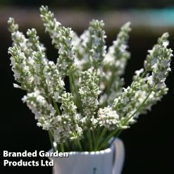 Lavender 'Exceptional' 13 Lavender 'Exceptional' -Dobies LAVA EXCEPTION H54987