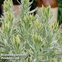 Lavender Meerlo -Dobies LAVA MEERLO S34948