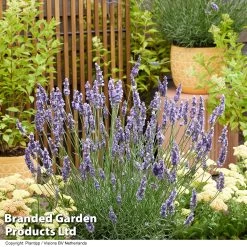 Lavender 'Sensational' 7 Lavender 'Sensational' -Dobies LAVA SENSATION H50891