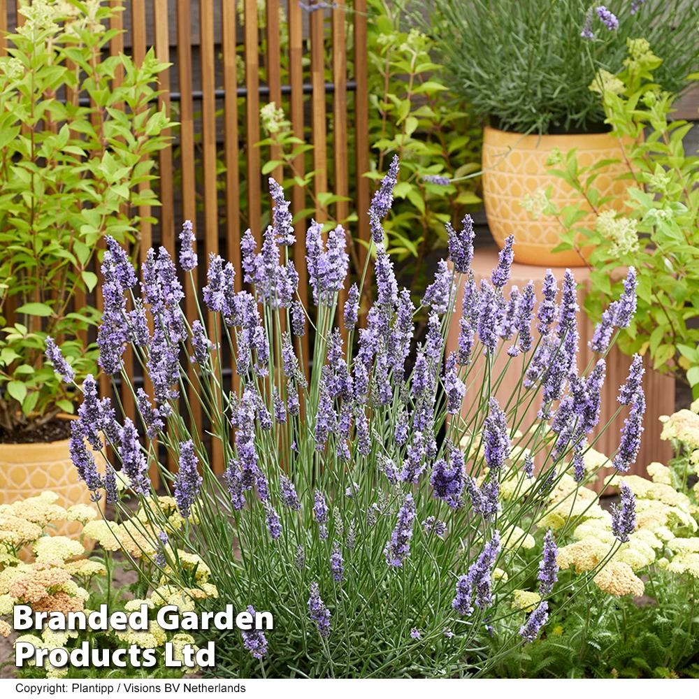 Lavender 'Sensational' 3 Lavender 'Sensational' - Image 3