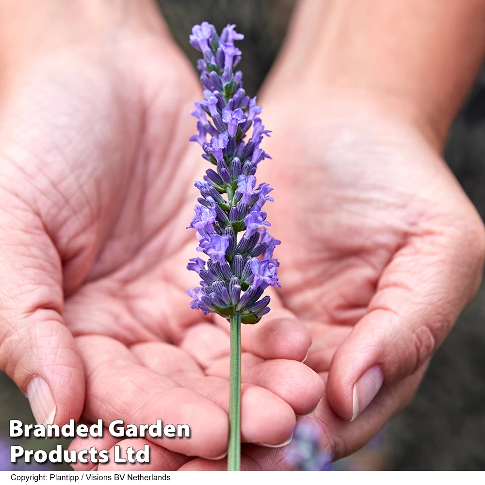 Lavender 'Sensational' 5 Lavender 'Sensational' - Image 5