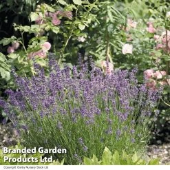 Lavandula × Intermedia 'Dutch Group'